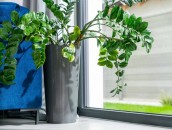 KRISPOL radzi: zadbaj o rośliny w swoim domu zdj. 4