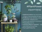 KRISPOL radzi: zadbaj o rośliny w swoim domu zdj. 6