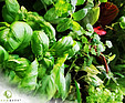 GREENARTE Bukiet ziół w systemie zielonej ściany
