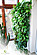 Greenarte Zielona ściana w domu prywatnym w Rybniku