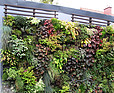 Zewnętrzna zielona ściana w ogrodzie prywatnym